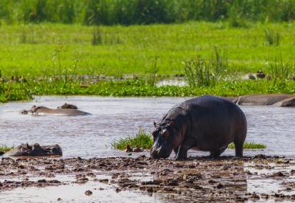 A Découvrir en Tanzanie - Le Parc National du lac Manyara
