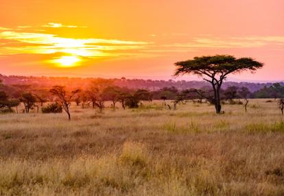A Découvrir en Tanzanie - Parc National du Serengeti