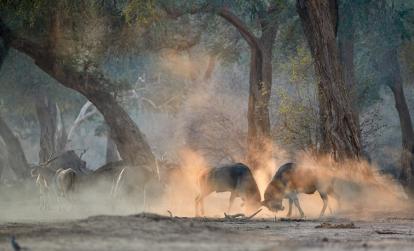Parc National de Mana Pools A Découvrir au Zimbabwe - Parc National de Mana Pools