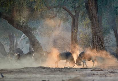 A Découvrir au Zimbabwe - Parc National de Mana Pools