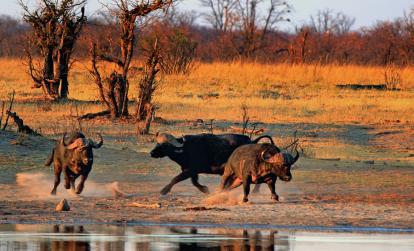 Parc National Hwange A découvrir au Zimbabwe : Le Parc National Hwange