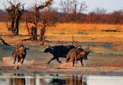 A découvrir au Zimbabwe : Le Parc National Hwange