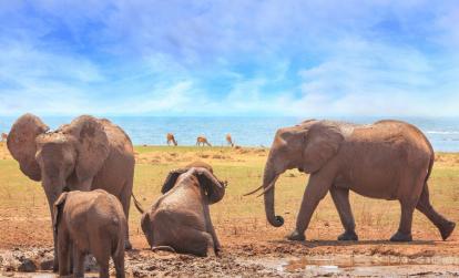 Parc National Matusadona A découvrir au Zimbabwe - Parc National Matusadona