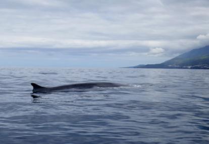 Voyage aux Açores d'Yvette