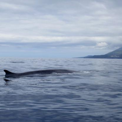 Voyage aux Açores d'Yvette