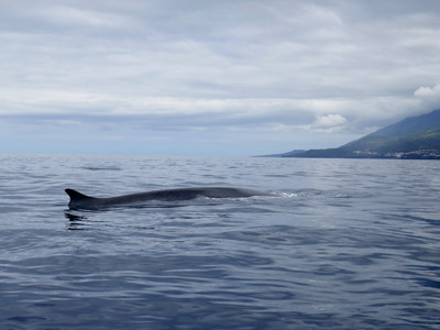 Voyage aux Açores d'Yvette