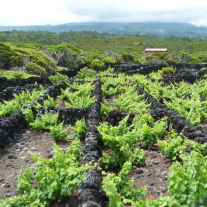 Voyage aux Açores de Francy