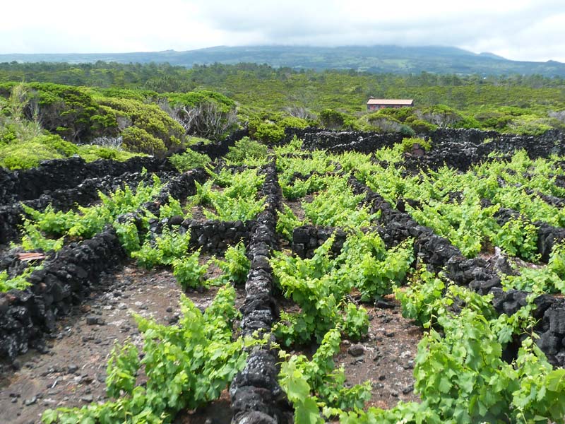 Voyage aux Açores de Francy