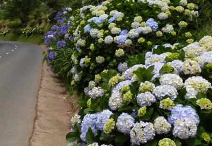 Voyage aux Açores de Francy