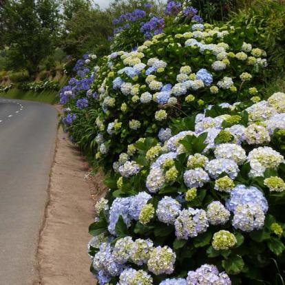 Voyage aux Açores de Francy