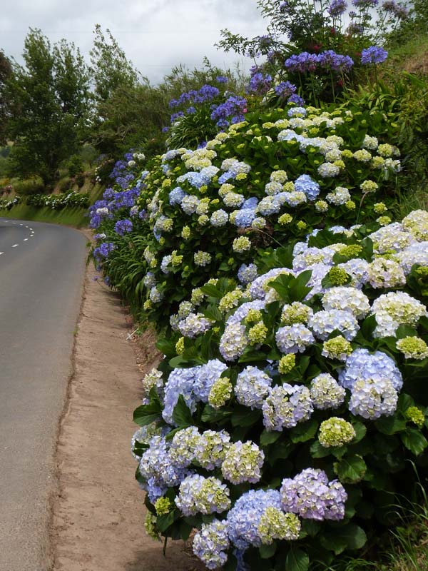 Voyage aux Açores de Francy