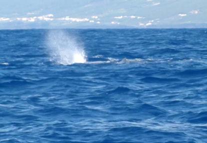 Voyage aux Açores de Francy