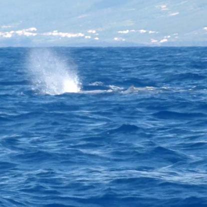 Voyage aux Açores de Francy