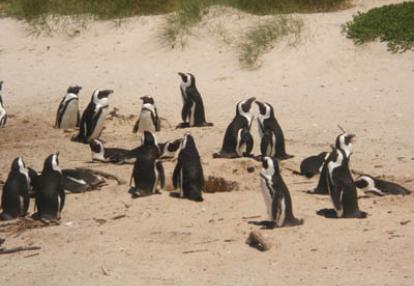©Agnès F. - Tous Droits réservés Voyage en Afrique du Sud d'Agnès