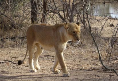 Safari en Afrique du Sud  de Dolorès et Christian