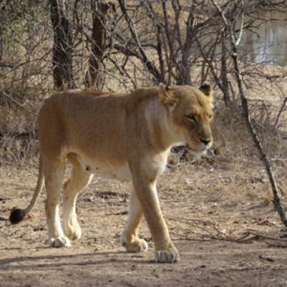 ©Christian P. - Tous Droits Réservés Safari en Afrique du Sud  de Dolorès et Christian
