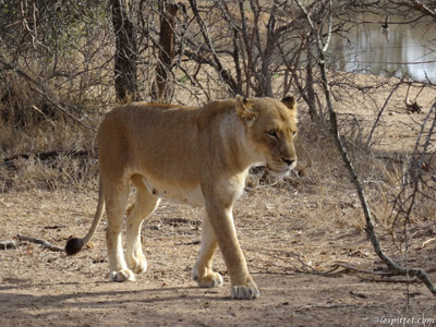 ©Christian P. - Tous Droits réservés Safari en Afrique du Sud  de Dolorès et Christian