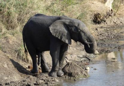 Safari en Afrique du Sud  de Dolorès et Christian