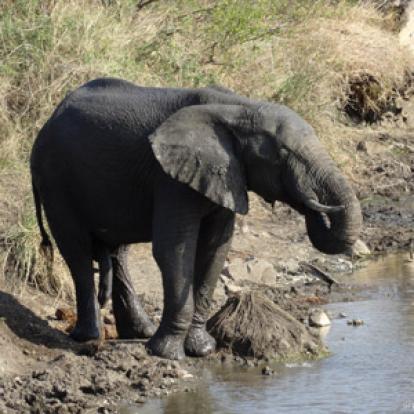 ©Christian P. - Tous Droits Réservés Safari en Afrique du Sud  de Dolorès et Christian