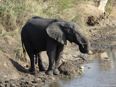 ©Christian P. - Tous Droits réservés Safari en Afrique du Sud  de Dolorès et Christian