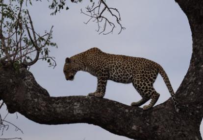 Safari en Afrique du Sud  de Dolorès et Christian