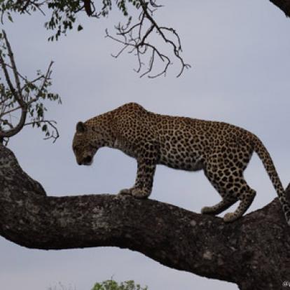 ©Christian P. - Tous Droits Réservés Safari en Afrique du Sud  de Dolorès et Christian