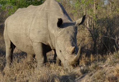 Safari en Afrique du Sud  de Dolorès et Christian