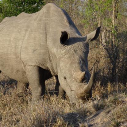 ©Christian P. - Tous Droits Réservés Safari en Afrique du Sud  de Dolorès et Christian