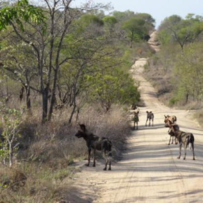 ©Christian P. - Tous Droits Réservés Safari en Afrique du Sud  de Dolorès et Christian