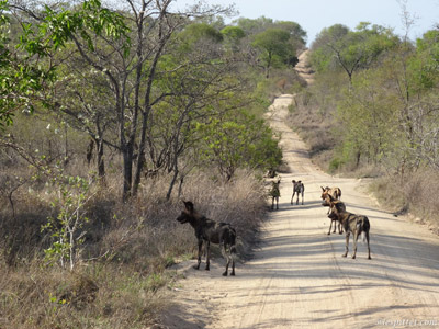 ©Christian P. - Tous Droits réservés Safari en Afrique du Sud  de Dolorès et Christian