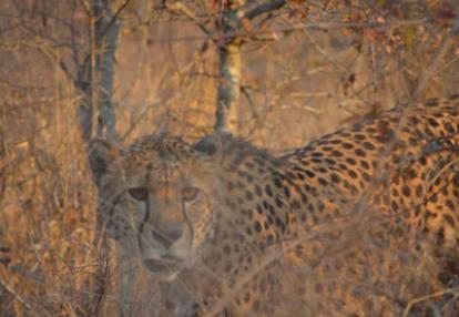 Safari en Afrique du Sud de Laurent