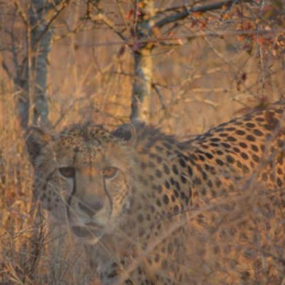 Safari en Afrique du Sud de Laurent