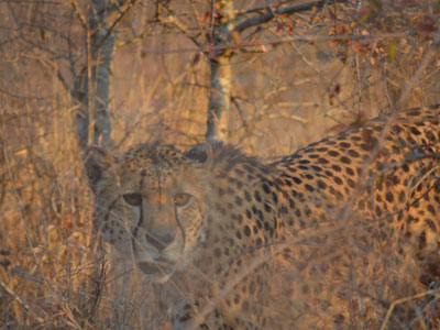 Safari en Afrique du Sud de Laurent