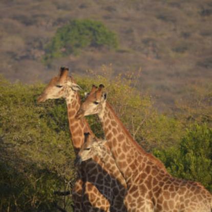 Safari en Afrique du Sud de Laurent