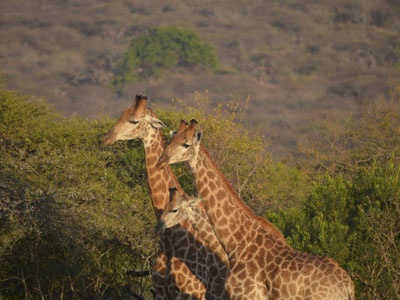Safari en Afrique du Sud de Laurent