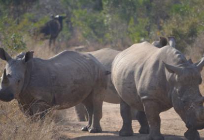 Safari en Afrique du Sud de Laurent