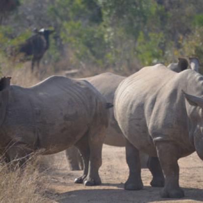 Safari en Afrique du Sud de Laurent
