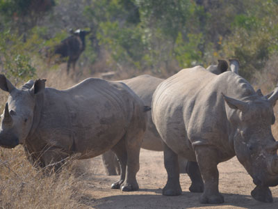 Safari en Afrique du Sud de Laurent