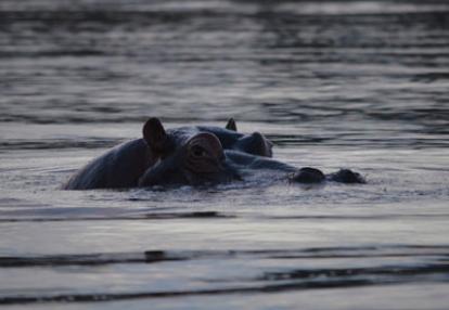 Safari en Afrique du Sud de Laurent