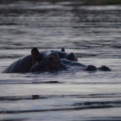 Safari en Afrique du Sud de Laurent