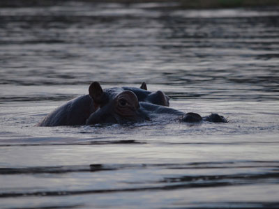 Safari en Afrique du Sud de Laurent