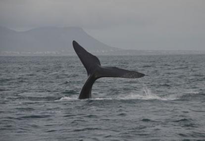 Safari en Afrique du Sud de Laurent