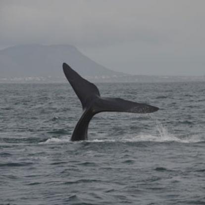Safari en Afrique du Sud de Laurent
