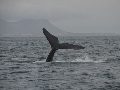 Safari en Afrique du Sud de Laurent