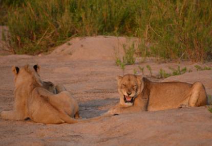 Safari en Afrique du Sud de Laurent
