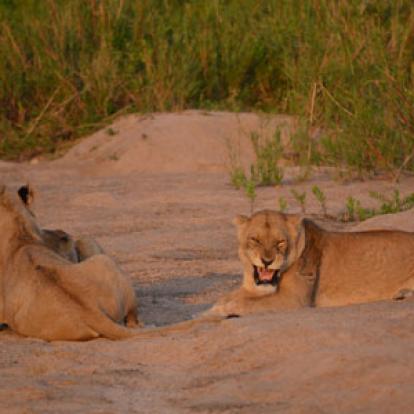 Safari en Afrique du Sud de Laurent