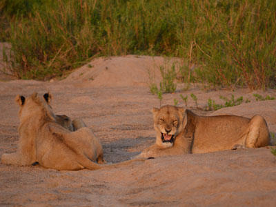 Safari en Afrique du Sud de Laurent