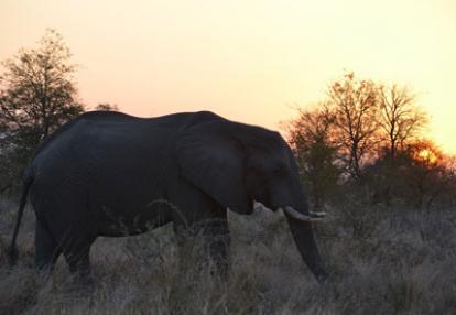 Safari en Afrique du Sud de Laurent