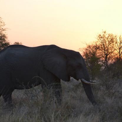 Safari en Afrique du Sud de Laurent
