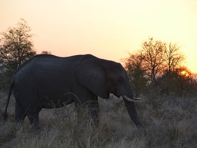 Safari en Afrique du Sud de Laurent